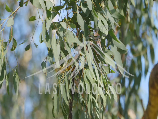 Striated pardalote - bird in a tree 4K