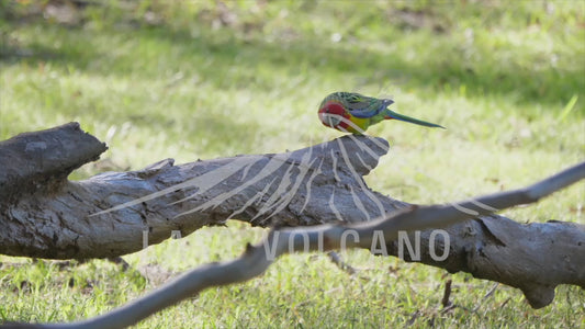 Eastern rosella - climbing over a fallen log 4K