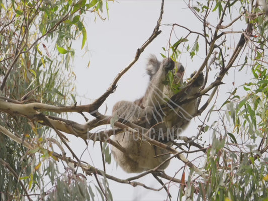 Koala - high in a tree eating leaves 4K