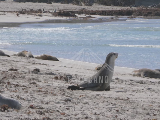 Australian sea lion - seal bay 4K