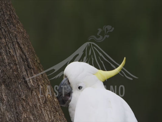 Sulphur-crested cockatoo - close up 4K