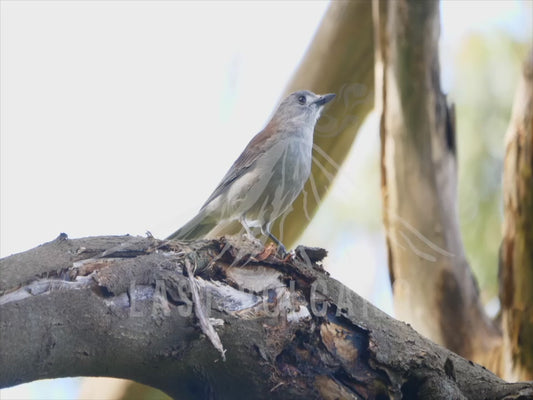 Grey shrikethrush - calling 4K