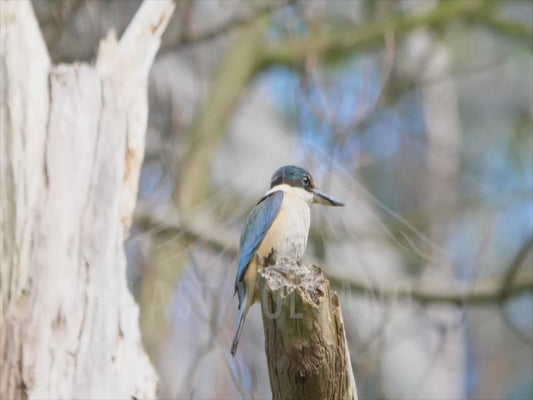 Sacred kingfisher - bird perched on logs and branches sequence 4K