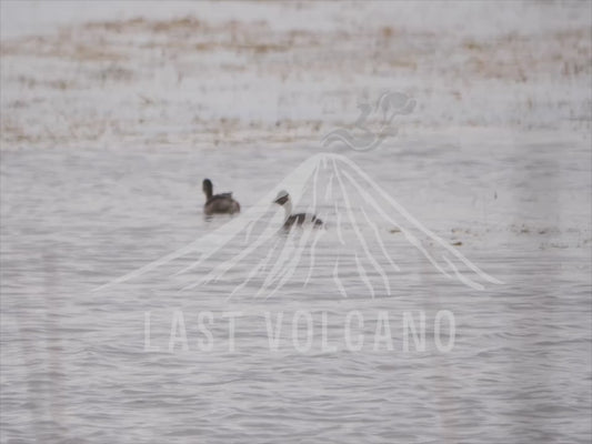 Hoary-headed grebe - 3 birds duck diving 4K