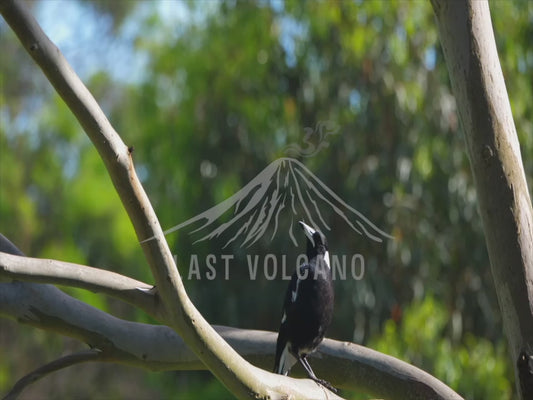 Australian magpie - perched 4K