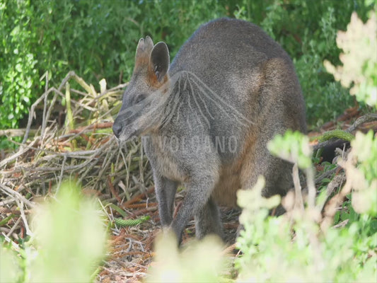 Swamp wallaby - sequence 4K