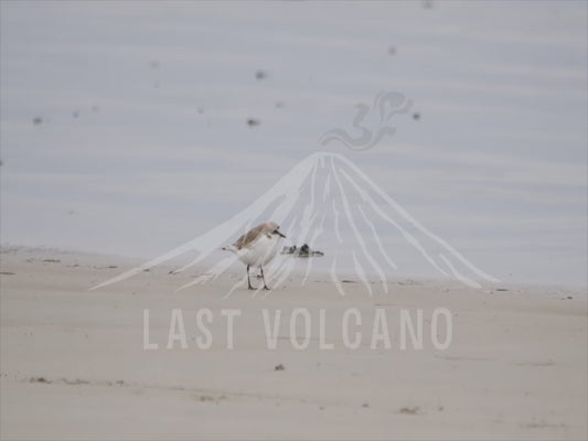 Red-capped plover - running along the beach 4K