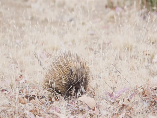 Short beaked echidna - kangaroo island variety 4K