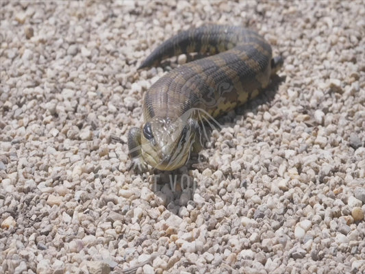 Blue-tongued lizard - sequence 4K