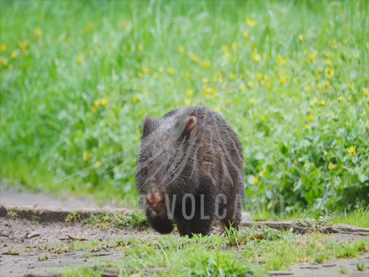 Common wombat - highlights 4K