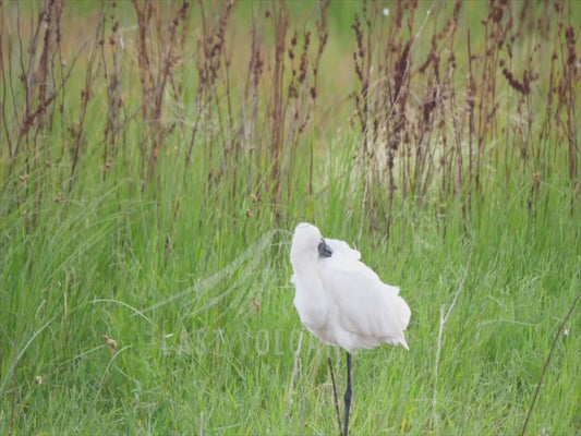 Royal spoonbill - 4K