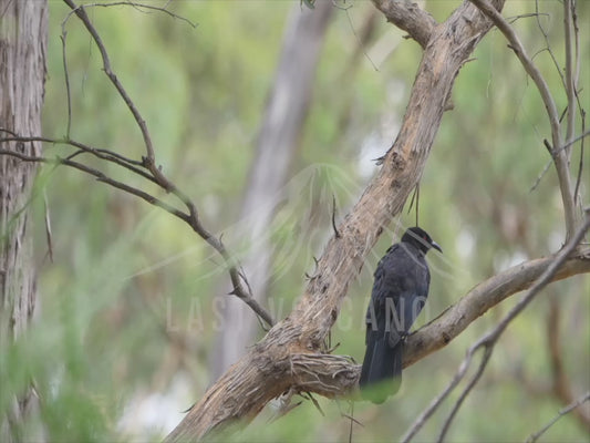 White-winged chough - sequence 4K