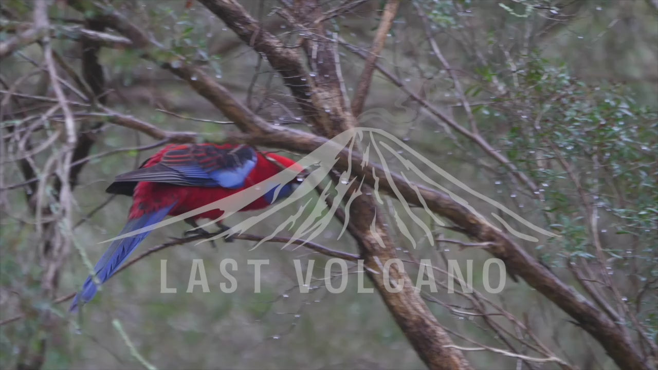 The crimson rosella is a parrot native to eastern and south eastern Australia which has been introduced to New Zealand and Norfolk Island.