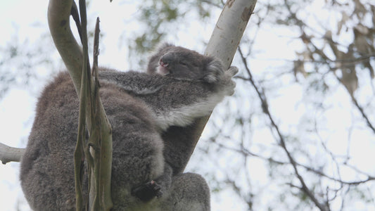 The koala is an arboreal herbivorous marsupial native to Australia.