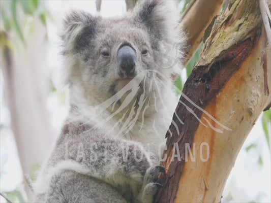 Koala - close up 4K