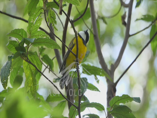 Golden whistler - male perched 4K