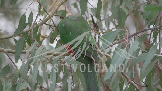 Australian king parrot - climbing through branches 4K