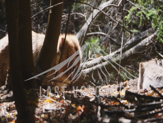 Common wombat - joey emerges from the burrow 4K