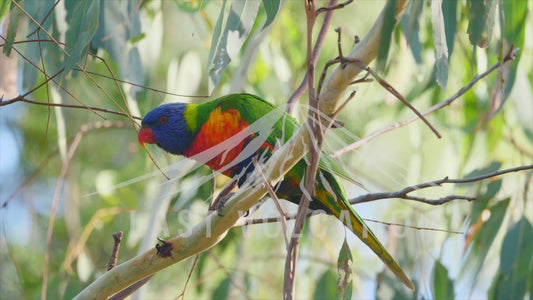 Rainbow lorikeet - close up in a tree 4K