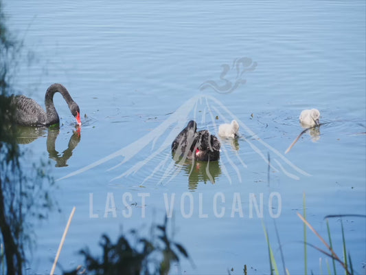 Black swan - family swimming 4K