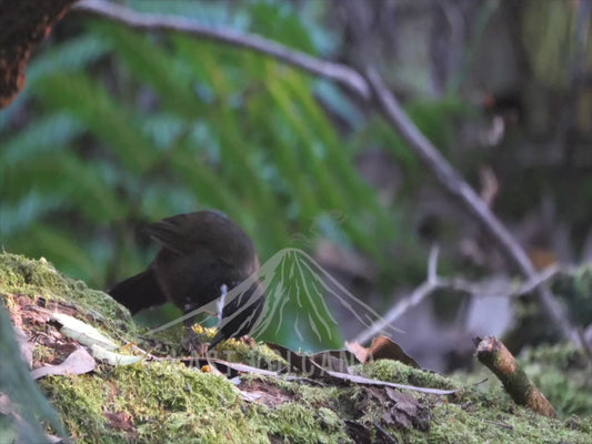 Eastern whipbird - foraging sequence two birds 4K