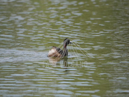 Australasian grebe - cruising through waters sequence 4K