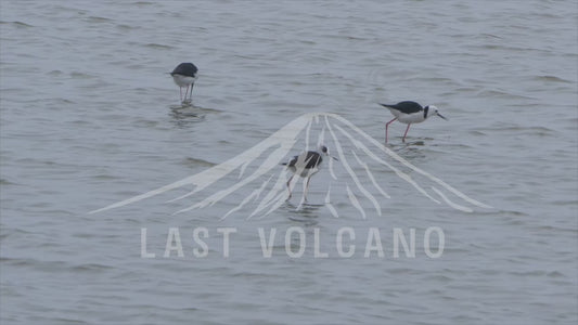 Pied stilt - walking through water 4K