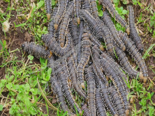 Sawfly larvae - wriggling along the ground 4K