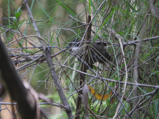 Eastern whipbird - calling from dense shrub 4K