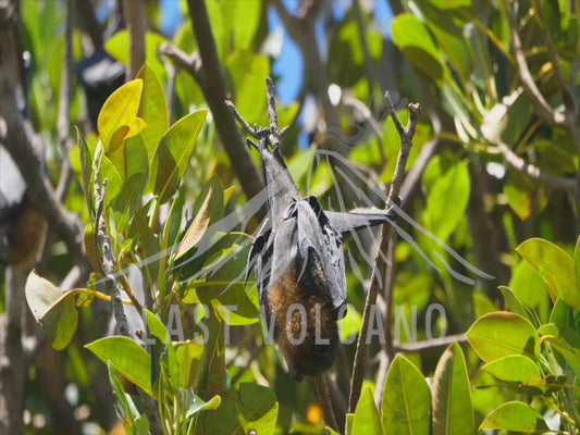 Grey-headed flying fox - colony sequence 4K