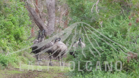 Mob of Emus walking down a forest path. The emu is the second-tallest living bird after its ratite relative the ostrich. It is endemic to Australia where it is the largest native bird and the only extant member of the genus Dromaius.