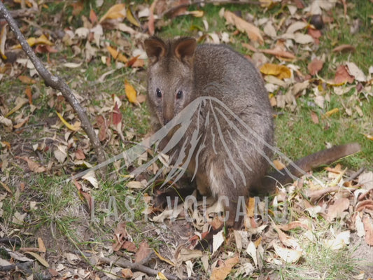 Tasmanian pademelon - joey swagging its tail 4K