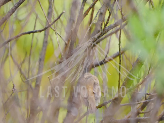 Australian reed warbler - calling from inside foliage 4K