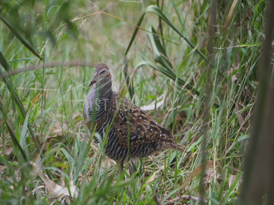 Buff-banded rail - sequence 4K