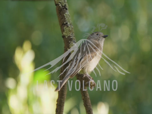 Golden whistler - female close up 4K