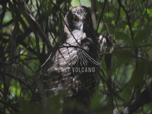 Powerful owl - owl seen through shadows and branches 4K