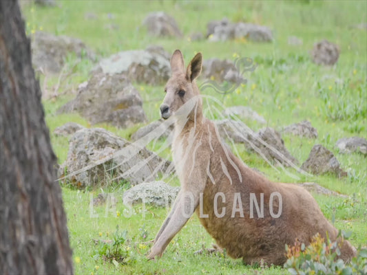 Eastern grey kangaroo - large male standing up 4K