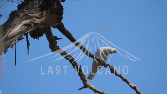 Sulphur-crested cockatoo - extended sequence 4K