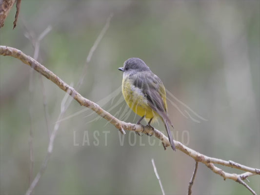 Eastern yellow robin - perched close up 4K