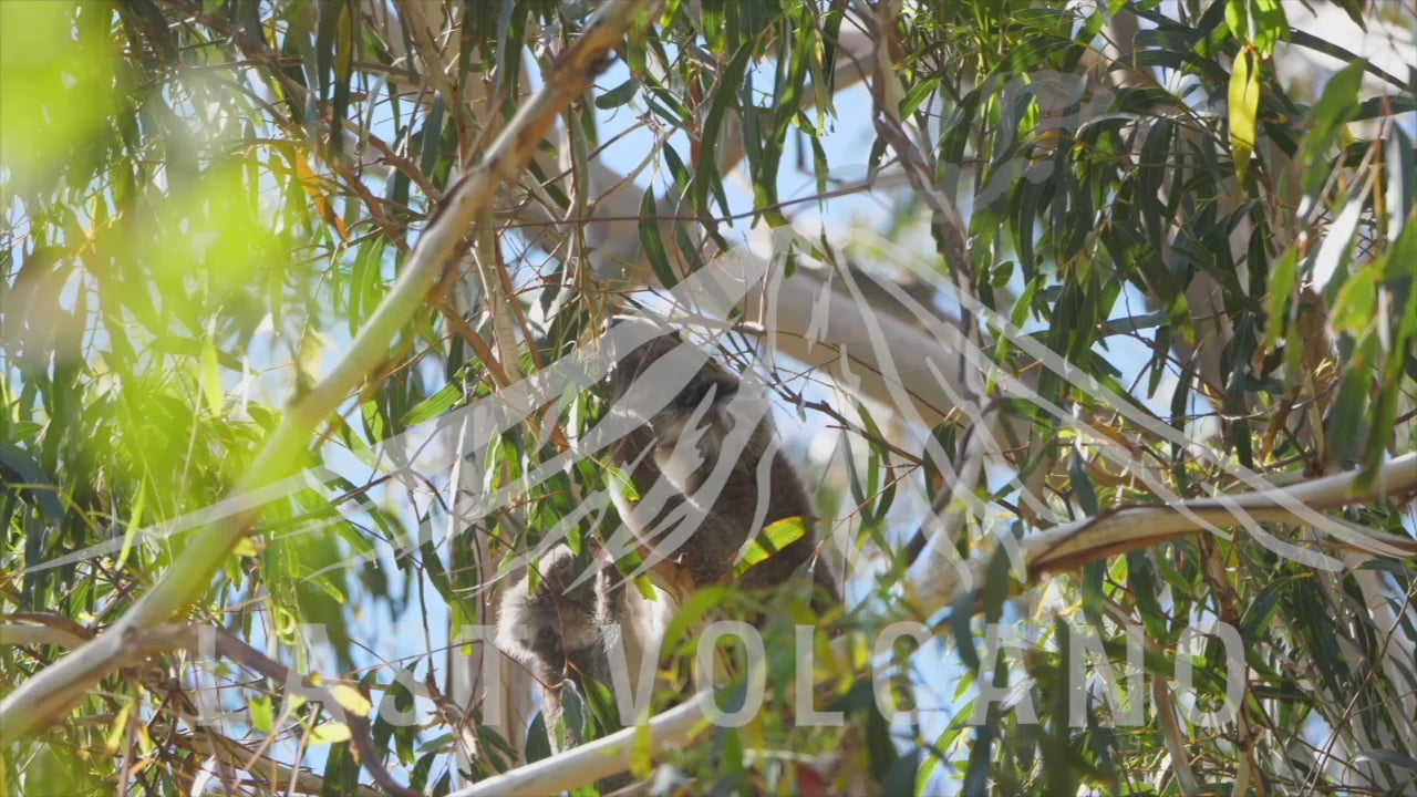 The koala is an arboreal herbivorous marsupial native to Australia.