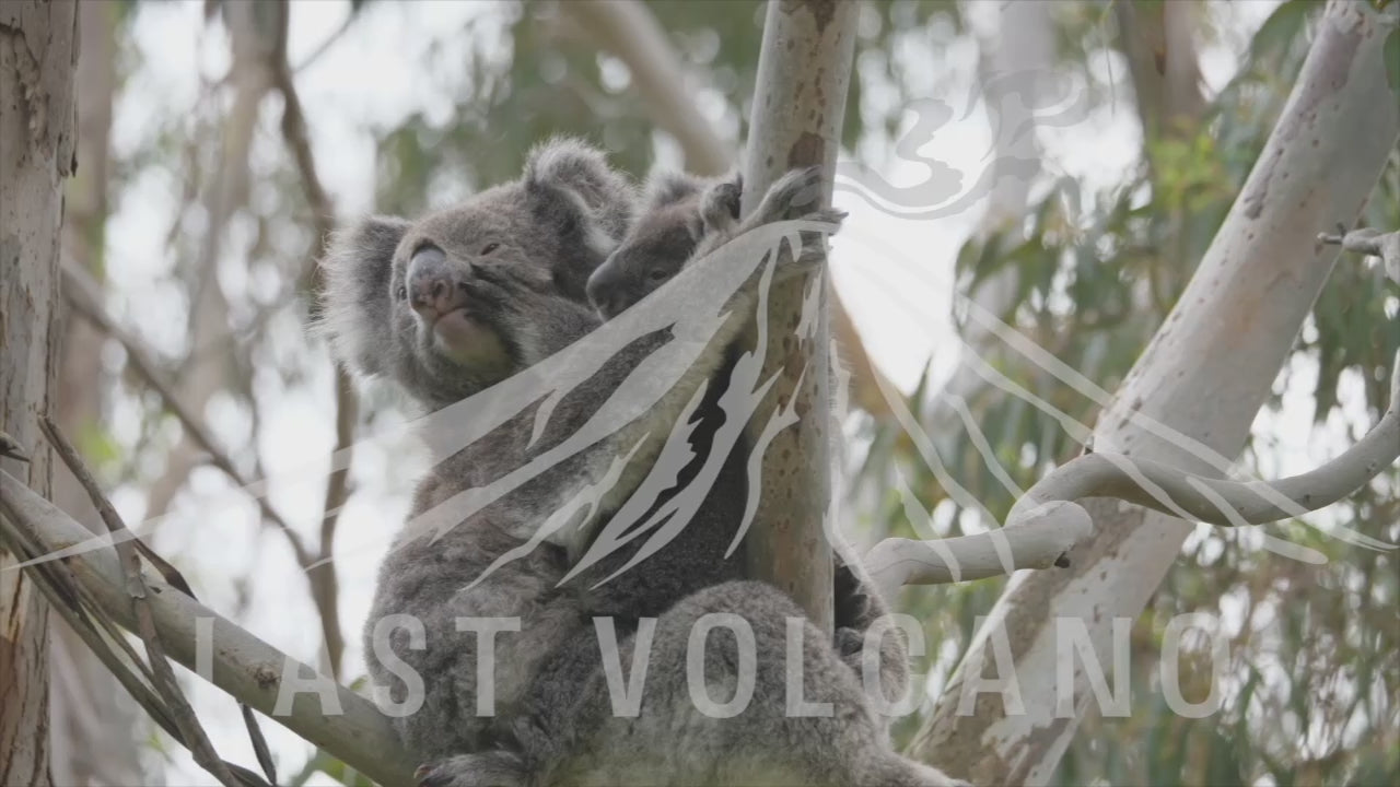 The koala is an arboreal herbivorous marsupial native to Australia.