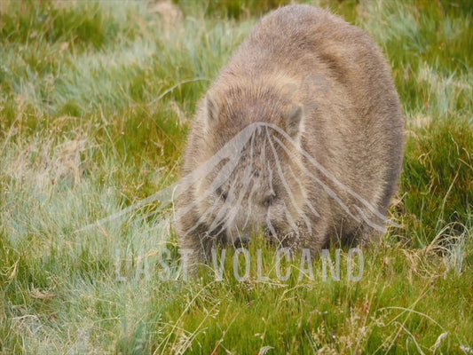 Common wombat - adult eating in a field 4K