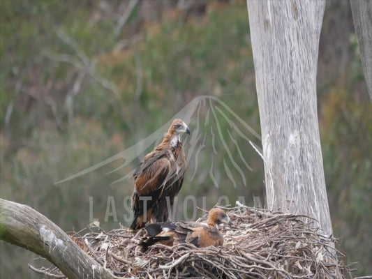 Wedge-tailed eagle - two chicks trying to fly 4K