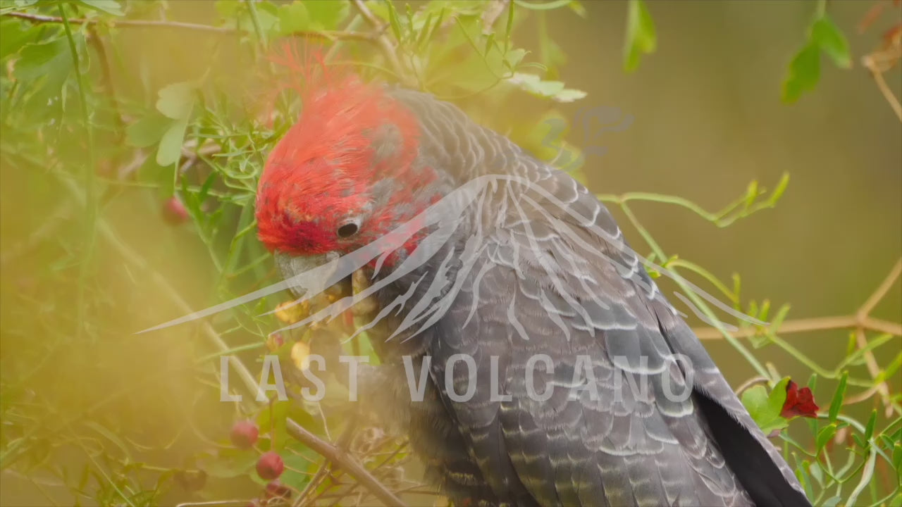 Close up of a Gang-gang cockatoo eating berries. The gang-gang cockatoo is a parrot found in the cooler and wetter forests and woodlands of Australia, particularly alpine bushland. 