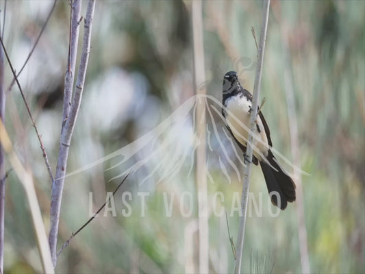 Willie wagtail - sequence 4K