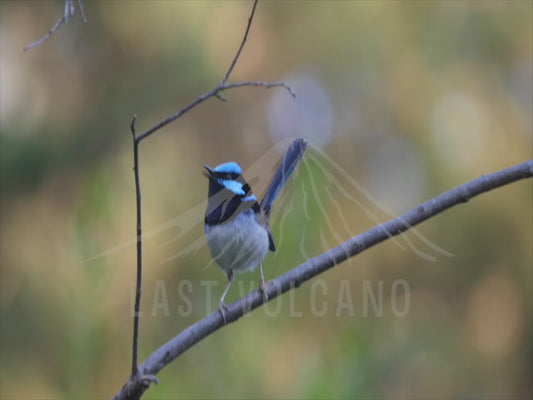 Superb fairywren - male perched 4K