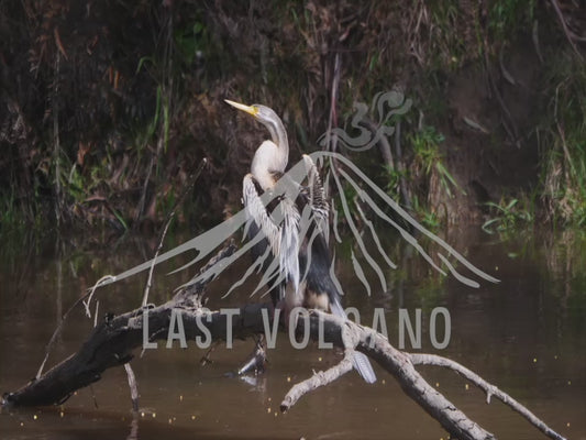 Australasian darter - perched on a branch over a flowing river 4K