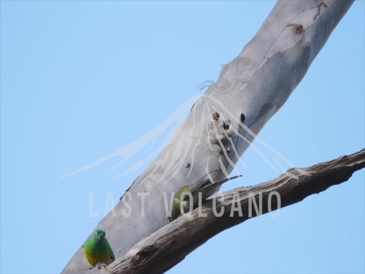 Red-rumped parrot - two birds on a branch 4K