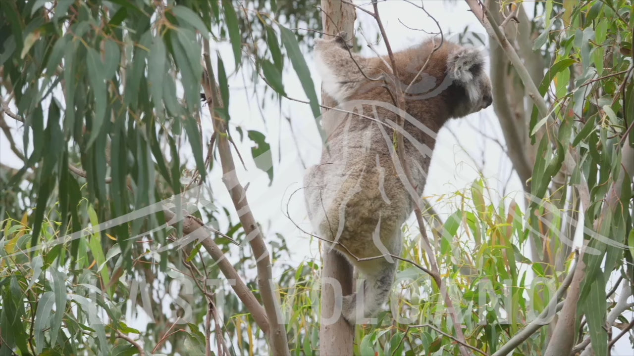 Koala mother and joey snatching at leaves. 