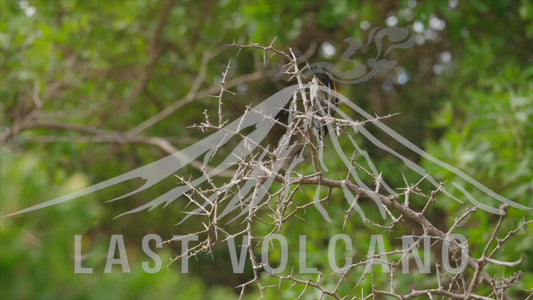 New Holland honeyeater - gathering food materials 4K